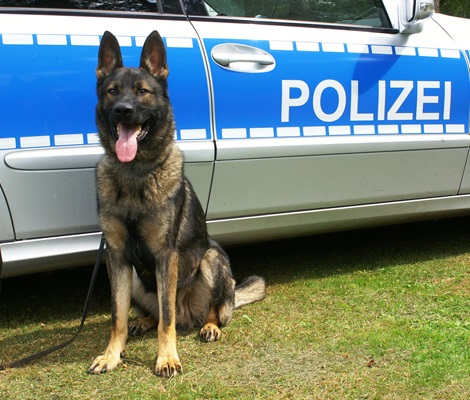 Hundestaffel-Polizei.